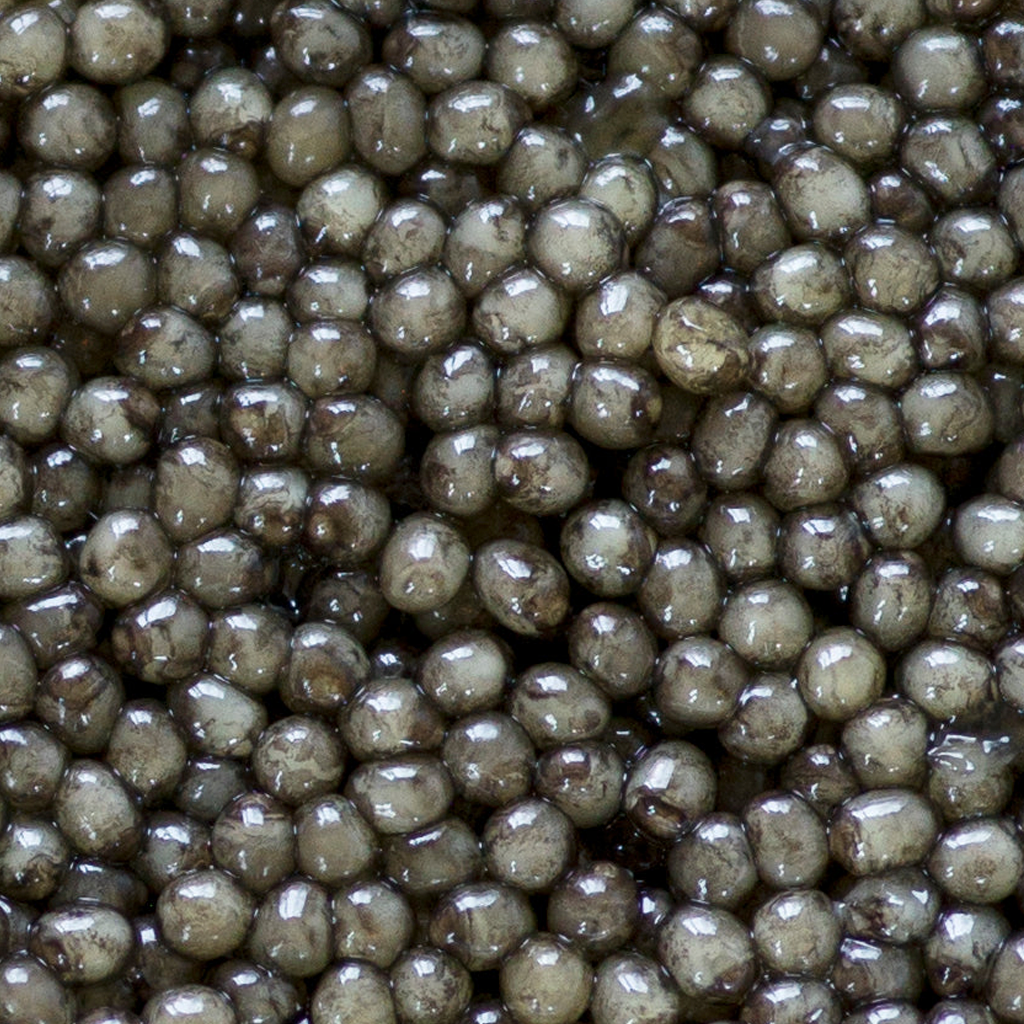 Osetra Royale Caviar (1 oz)